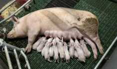 Une truie allaite ses porcelets dans un élevage porcin à Cleden-Poher, le 21 mai 2025 dans le Finistère ( AFP / Fred TANNEAU )