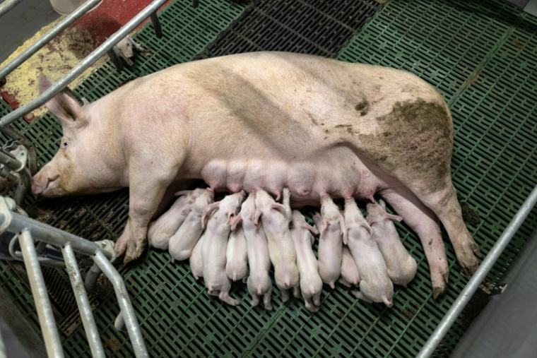 Une truie allaite ses porcelets dans un élevage porcin à Cleden-Poher, le 21 mai 2025 dans le Finistère ( AFP / Fred TANNEAU )