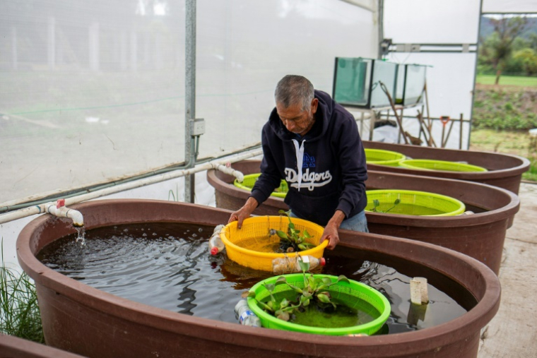 Israel Correa travaille dans la réserve de protection de l'achoque, une salamandre aquatique endémique menacée d'extinction, dans la communauté indigène de San Jeronimo Purenchecuaro, sur les rives du lac Patzcuaro, dans l'État de Michoacan, au Mexique, le 11 juin 2025 ( AFP / Enrique Castro )