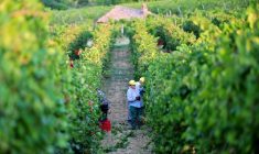 Des ouvriers récoltent des grappes de Pinot noir dans les vignobles du domaine Defilippi - i Gessi, dans le petit village d’Oliva Gessi, situé sur les collines verdoyantes de l’Oltrepò Pavese, dans le nord de l’Italie, le 30 juillet 2026 ( AFP / Stefano RELLANDINI )