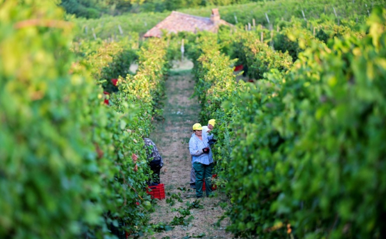 Des ouvriers récoltent des grappes de Pinot noir dans les vignobles du domaine Defilippi - i Gessi, dans le petit village d’Oliva Gessi, situé sur les collines verdoyantes de l’Oltrepò Pavese, dans le nord de l’Italie, le 30 juillet 2026 ( AFP / Stefano RELLANDINI )