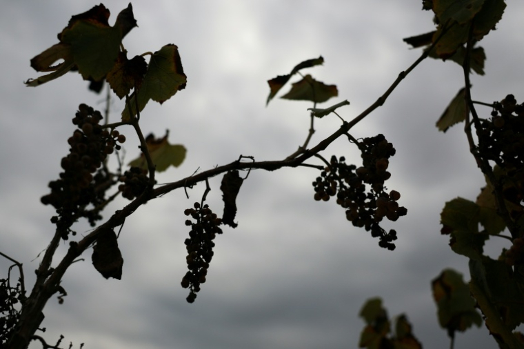 Des grappes de raisin pourrissent dans les rangs d'un ancien vignoble, le 13 octobre 2025 à Lodi, en Californie ( AFP / Patrick T. Fallon )