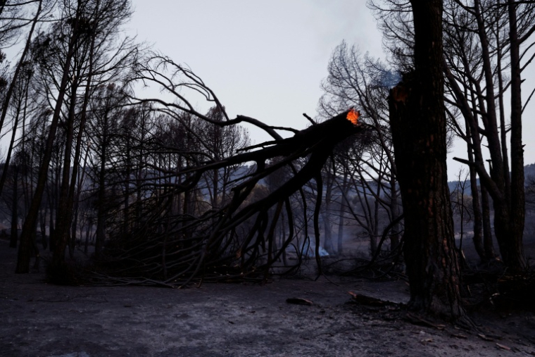 Un pin dont le tronc est encore incandescent après un incendie de forêt près de Robledo de Chavela, en Espagne, le 26 juillet 2026  ( AFP / Oscar DEL POZO )