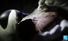 Chine : un embryon de dinosaure parfaitement fossilisé découvert