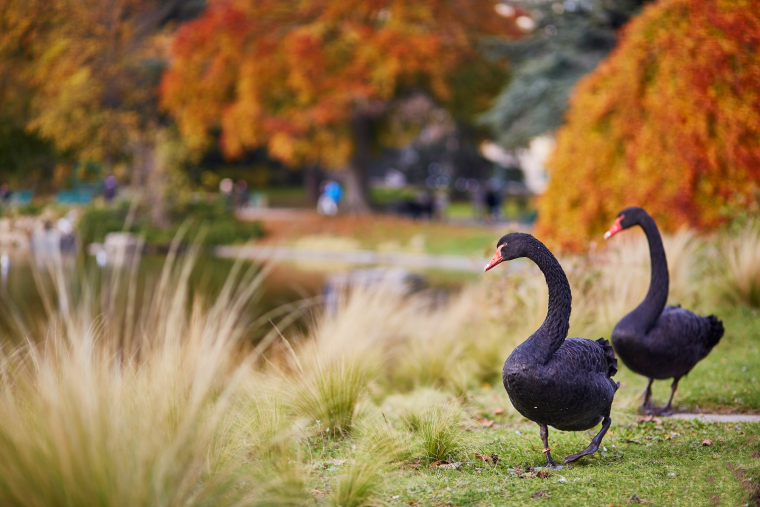Le parc Montsouris : un paradis pour les amoureux de la biodiversité