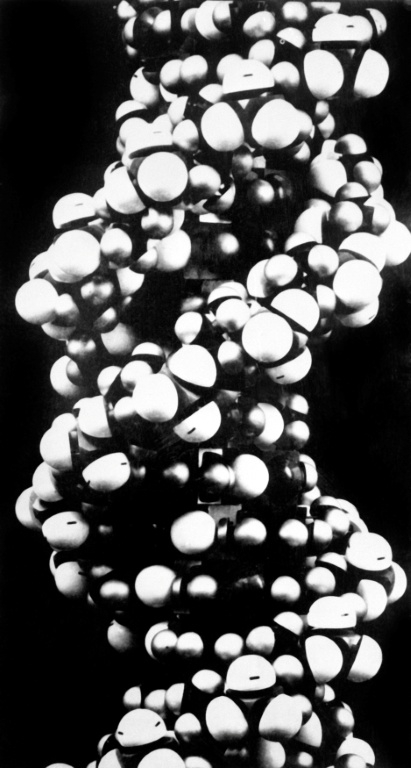 Photo de la structure de l'ADN découverte par James Watson, Francis Crick et Maurice Wilkins, qui ont obtenu le prix Nobel de Médecine en 1962 ( AFP / - )