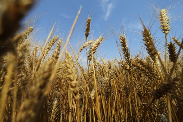 LA FAO ET L'OCDE PRÉDISENT UNE LÉGÈRE BAISSE DES PRIX AGRICOLES