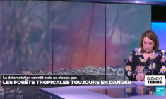 La déforestation des forêts tropicales ralentit mais ne stoppe pas