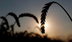 LES PRIX DES DENRÉES ALIMENTAIRES BAISSENT EN MAI POUR LE DEUXIÈME MOIS CONSÉCUTIF, DIT LA FAO