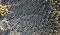 Conséquences d'un incendie de forêt dans la province nord-occidentale de Çanakkale en Turquie vues par drone