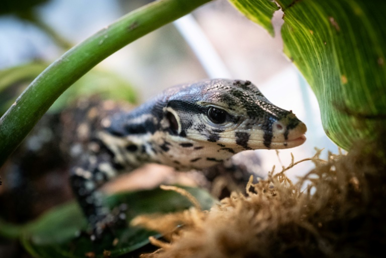 Un bébé varan malais, quelques jours après sa naissance, le 28 janvier 2022 au parc zoologique de Padirac, dans le Lot ( AFP / Lionel BONAVENTURE )