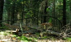 En 2018, l’hectare de forêt s’est échangé à 4.250 euros en moyenne. (© CC-Thomas Bresson)