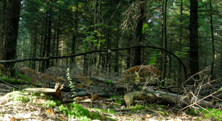 En 2018, l’hectare de forêt s’est échangé à 4.250 euros en moyenne. (© CC-Thomas Bresson)