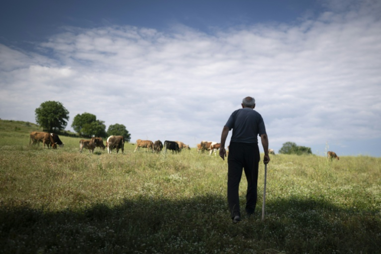 Emil Deliev, éleveur bulgare de 58 ans, traverse une prairie tandis que ses vaches paissent près du village de Sofiytsi, dans la commune de Dzhebel, au sud-est de la Bulgarie, le 9 juin 2026 ( AFP / Nikolay DOYCHINOV )