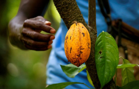 NESTLÉ VA RÉMUNÉRER LES PRODUCTEURS DE CACAO QUI ENVOIENT LEURS ENFANTS À L'ÉCOLE