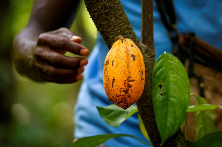 NESTLÉ VA RÉMUNÉRER LES PRODUCTEURS DE CACAO QUI ENVOIENT LEURS ENFANTS À L'ÉCOLE
