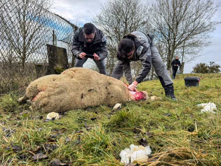 Des membres de l'Office français de la biodiversité (OFB) effectuent des prélèvements après une attaque imputée au loup dans un élevage de moutons à Chaumont-la-Ville, dans le nord-est de la France, le 23 janvier 2026 ( AFP / Benjamin BOULY RAMES )