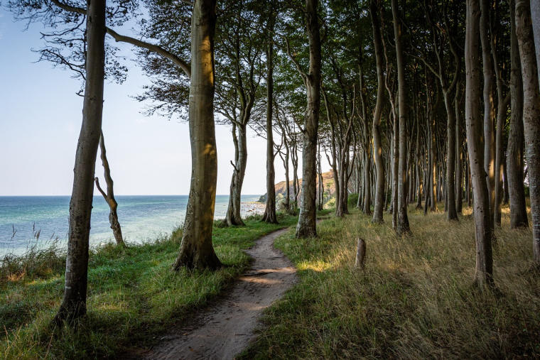 L'homme a été condamné pour ne s'être pas concerté avec sa voisine avant d'abattre l'arbre problématique. (Photo d'illustration) (Seaq68 / Pixabay)