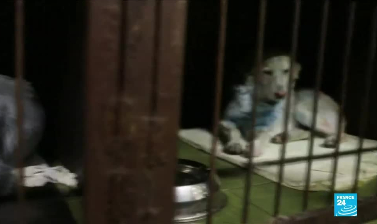 Russie : le mystère des chiens bleus