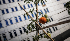 Un plant de tomate poussant dans la ferme urbaine "Ma Salade à Toit", sur le toit-terrasse du centre commercial des Arcades à Noisy-le-Grand, en Seine-Saint-Denis, le 22 septembre 2026 ( AFP / Simon WOHLFAHRT )