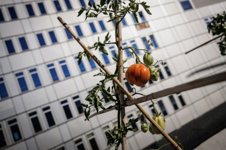 Un plant de tomate poussant dans la ferme urbaine "Ma Salade à Toit", sur le toit-terrasse du centre commercial des Arcades à Noisy-le-Grand, en Seine-Saint-Denis, le 22 septembre 2026 ( AFP / Simon WOHLFAHRT )
