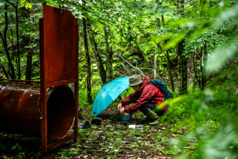 Akiko Takii, spécialiste des ours sauvages, observe un piège à ours dans une forêt d'Ina, dans la préfecture japonaise de Nagano, le 6 juillet 2026 ( AFP / Philip FONG )