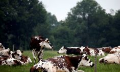 L'UNION EUROPÉENNE VA TENTER UNE NOUVELLE FOIS UN COMPROMIS SUR L'AGRICULTURE