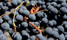 ( AFP / ANDRES LARROVERE )