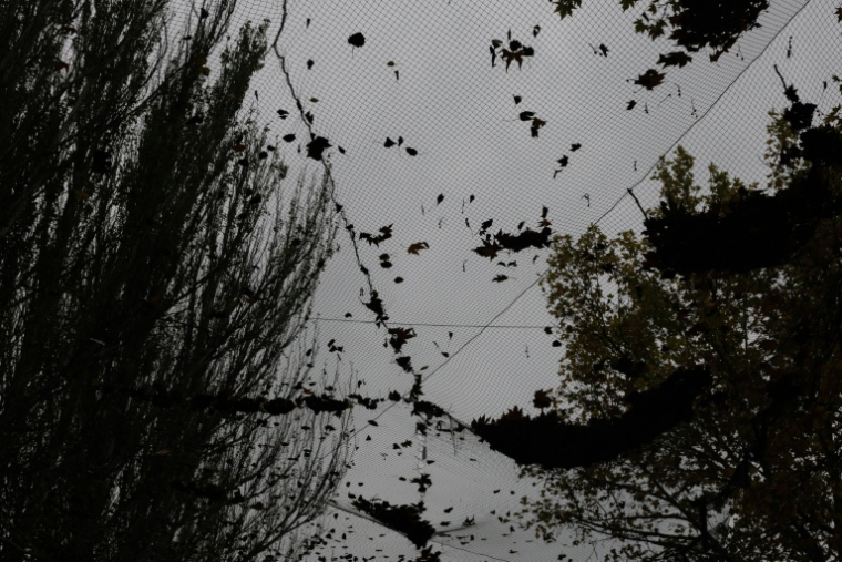 Des feuilles tombées sur des filets antidrones, le 30 octobre 2026 à Kherson, dans le sud de l'Ukraine  ( AFP / Roman PILIPEY )