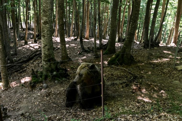 Un ours brun (Ursus arctos) au sanctuaire pour ours Arcturos à Nymfaio, dans le nord-ouest de la Grèce, le 22 juin 2026 ( AFP / Sakis Mitrolidis )