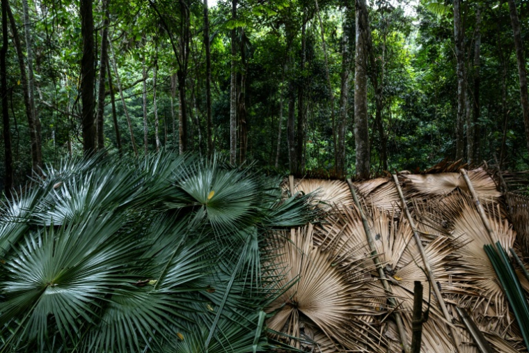 L'habitat traditionnel en forêt de membres du groupe ethnique des Maniqs, le 11 août 2025, à Phatthalung, dans le sud de la Thaïlande ( Courtesy of Luke Duggleby / Luke Duggleby )