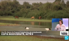 Biodiversité : session de rattrapage pour la COP 16 à Rome, 4 mois après l'échec de Cali