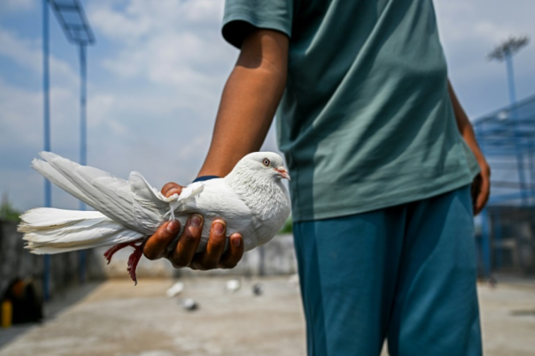 Un éleveur tient un pigeon à l'extérieur de sa volière dans le village frontalier de Pangali, près de la ligne de contrôle (LoC), dans le district de Jammu, le 3 mai 2025 en Inde ( AFP / Punit PARANJPE )