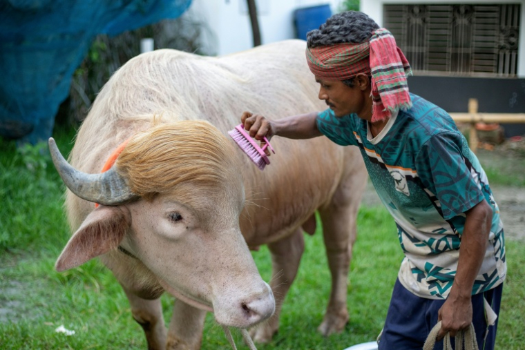 Un gardien brosse le buffle albinos surnommé "Donald Trump" dans une ferme d’élevage à Narayanganj au Bangladesh le 17 mai 2026 ( AFP / Salahuddin AHMED )