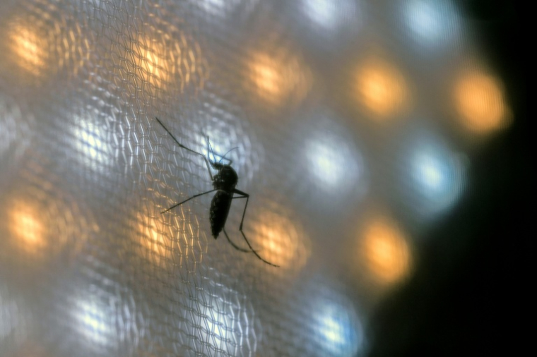 Un moustique Aedes aegypti est maintenu dans une cage afin que les chercheurs puissent récupérer ses œufs, dans un laboratoire de Curitiba, au Brésil le 19 mars 2026 ( AFP / Nelson ALMEIDA )