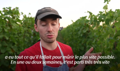 Climat : des vendanges "historiques" de précocité en Alsace