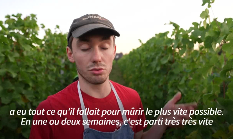Climat : des vendanges "historiques" de précocité en Alsace