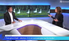 Foie gras à noël : il n'y en aura pas pour tout le monde !