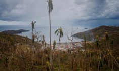 Une palmeraie dévastée par le passage du cyclone Chido à Handrema, à Mayotte, le 19 décembre 2024 ( AFP / DIMITAR DILKOFF )
