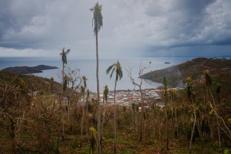 Une palmeraie dévastée par le passage du cyclone Chido à Handrema, à Mayotte, le 19 décembre 2024 ( AFP / DIMITAR DILKOFF )