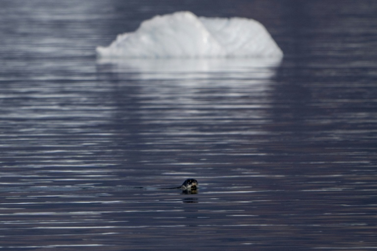 Un phoque du Groenland nage entre les icebergs dans le fjord Scoresby au large de la côte d'Ittoqqortoormiit, le 15 août 2023 ( AFP / Olivier MORIN )