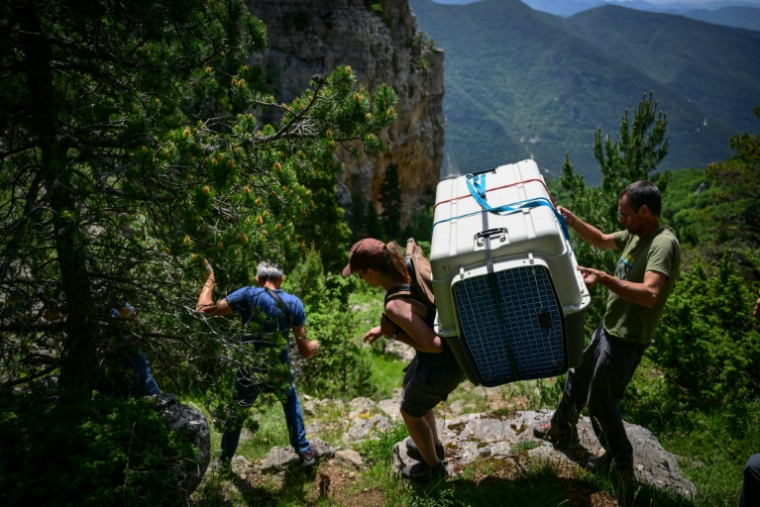 Nicolas Renaud (g), agent de la Réserve naturelle des hauts plateaux du Vercors, et une employée du Puy du Fou (c) transportent une cage avec des bébés gypaètes barbus avant leur libération sur une corniche du Parc Naturel Régional du Vercors, près de Treschenu-Creyers le 13 juin 2025 ( AFP / OLIVIER CHASSIGNOLE )