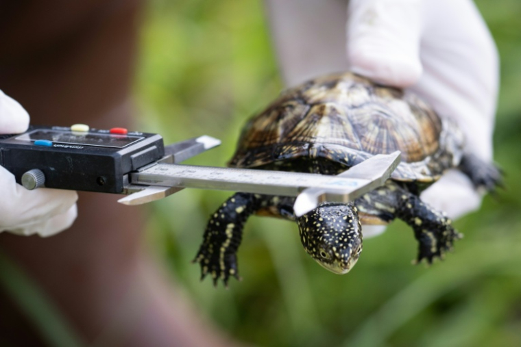 Un membre du zoo de Mulhouse mesure une cistude d'Europe élevée en captivité avant de la relâcher aux abords du Rhin, le 8 octobre 2025 à à Neuburg am Rhein, dans l'Ouest de l'Allemagne ( AFP / SEBASTIEN BOZON )
