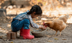 La vie à la ferme et le contact avec les animaux «protègent» contre la survenue des manifestations d'allergie pendant l'enfance. (crédit : Adobe Stock)