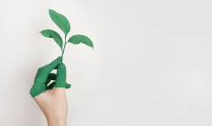 isr, plante, main, verte, (Crédits: Pexels - Alena Koval)