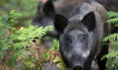 En pleine forêt normande, des balises sonores et lumineuses diffusent tous les 50 mètres des "bruits de forêt" avant chaque passage de train, pour prévenir les animaux: il faut s'éloigner des rails ( AFP / JOEL SAGET )