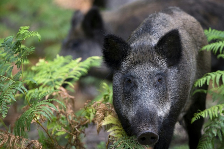 En pleine forêt normande, des balises sonores et lumineuses diffusent tous les 50 mètres des "bruits de forêt" avant chaque passage de train, pour prévenir les animaux: il faut s'éloigner des rails ( AFP / JOEL SAGET )