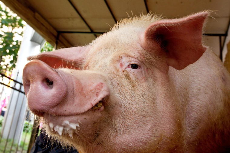 Le Bryne FK ne pourra bientôt plus offrir des animaux en guise de trophée