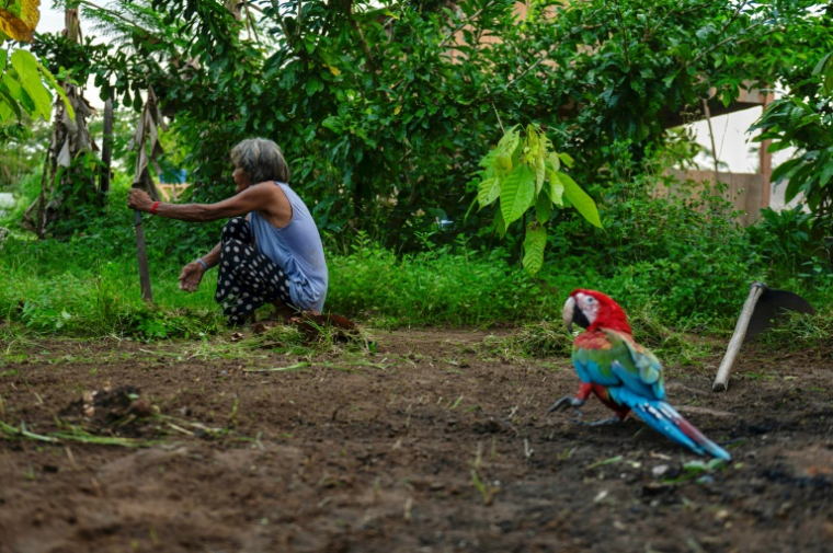 Une femme Asurini nettoie sa terre dans le village d'Ita'aka, sur le territoire indigène Koatinemo, dans l'Etat de Para, au Brésil, le 11 juin 2025 ( AFP / Carlos Fabal )