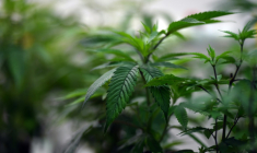 L'industrie australienne du cannabis médical prescrit "de manière excessive" du cannabis sans véritable contrôle, dénoncent les médecins et pharmaciens du pays ( AFP / Saeed KHAN )